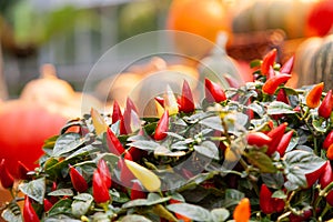 Red chilli pepperÂ bush